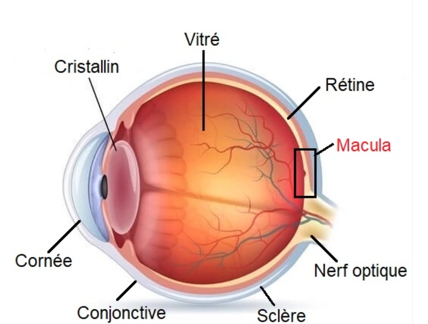 Localisation de la macula au centre de la rétine