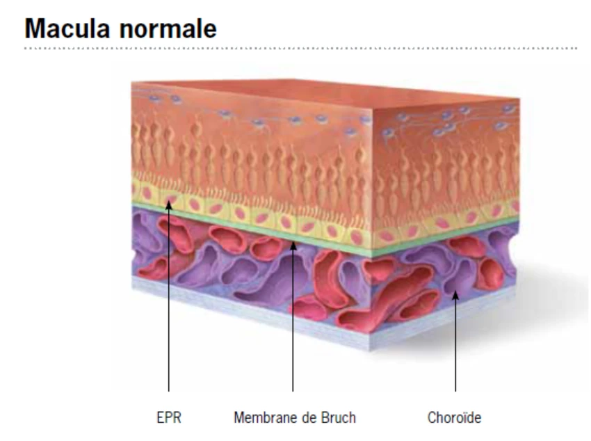 Structure de la macula normale